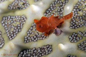 "Iddy Biddy Frogfish" This guy was the size of my little ... by Debi Henshaw 